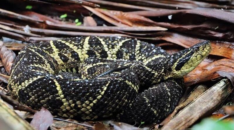 Veneno de cobra inibe a Covid