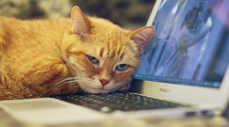 Empresas pet friendly permitem que colaboradores levem seus animais ao trabalho todos os dias