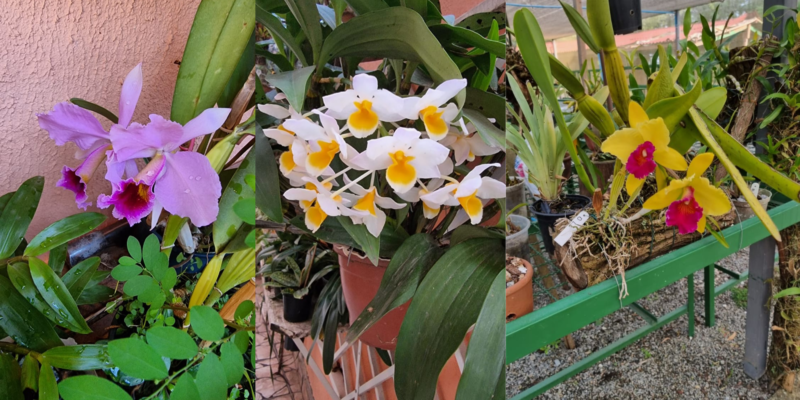 orquidário Barueri