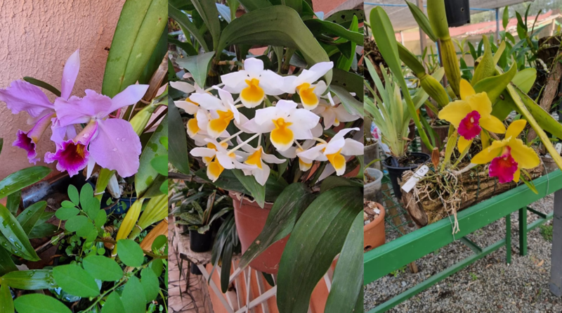 orquidário Barueri