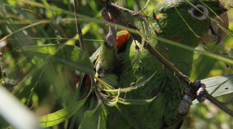 parque ecológico Barueri