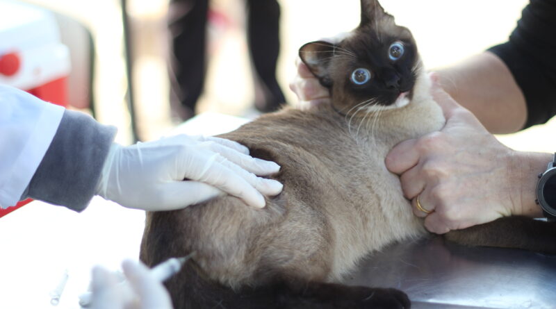 vacinação cães e gatos Barueri