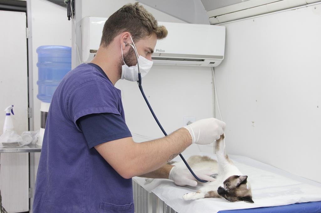 mutirão castração cães e gatos barueri