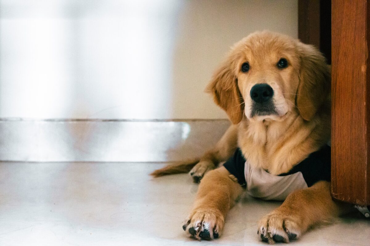 pet velório de animais cães gatos Barueri Alphaville Santana de Parnaíba