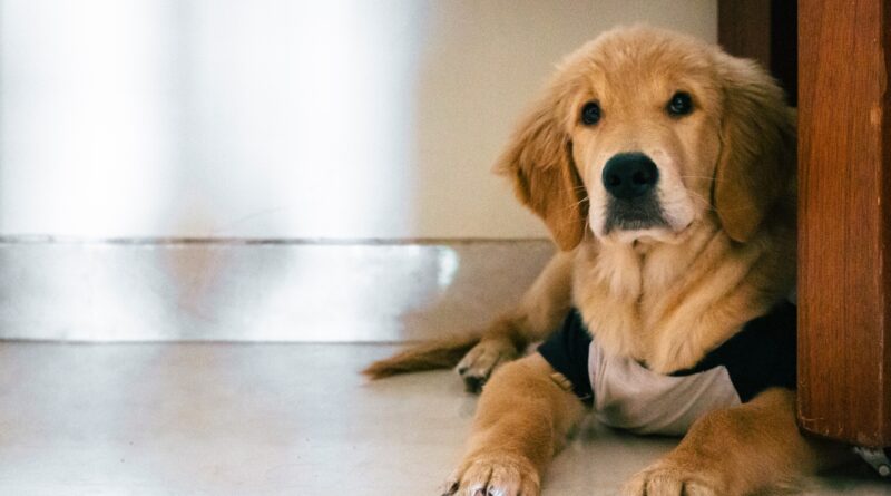 pet velório de animais cães gatos Barueri Alphaville Santana de Parnaíba