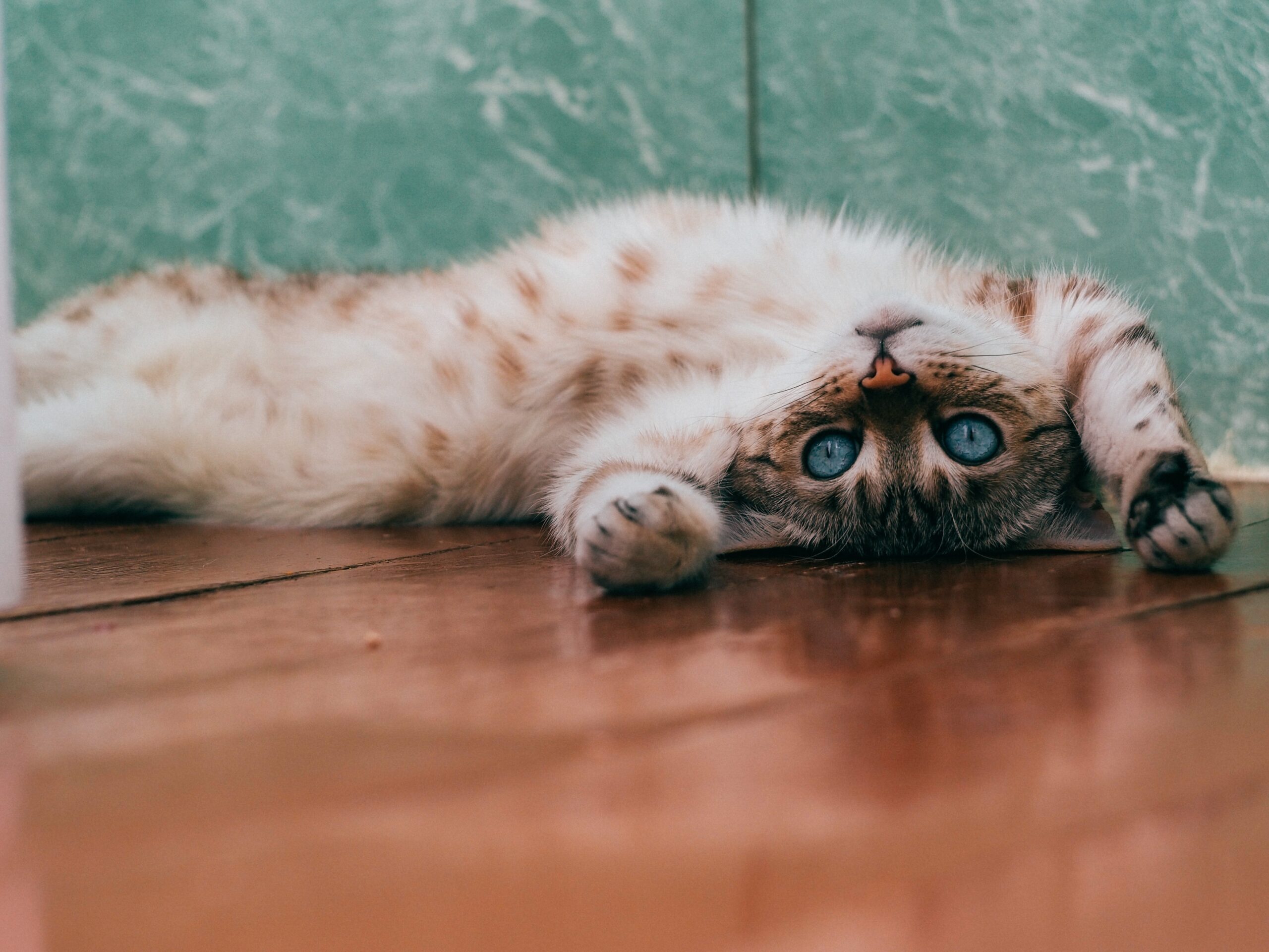 pets cães gatos felinos adoção Barueri Alphaville