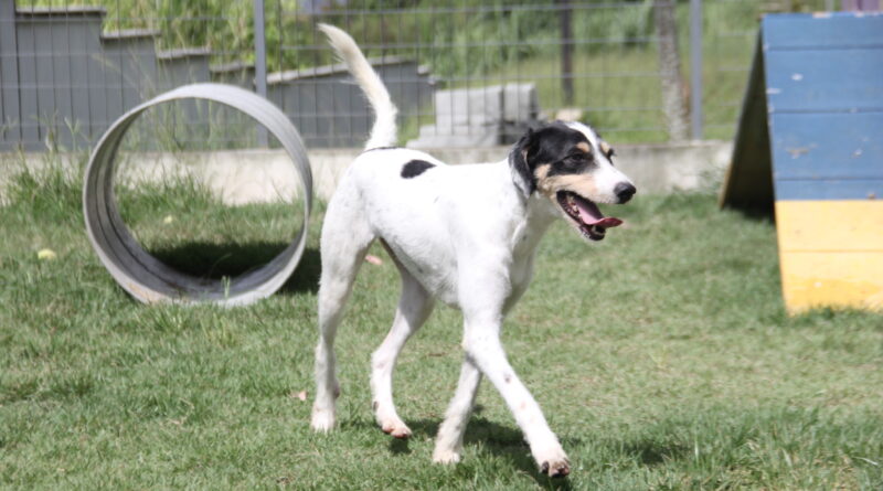 adote um pet cães e gatos Alphaville Barueri