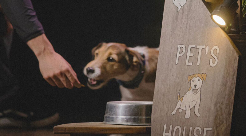 Especial Pet 2023: um guia completo para a saúde e o bem-estar do seu animal em Alphaville e arredores