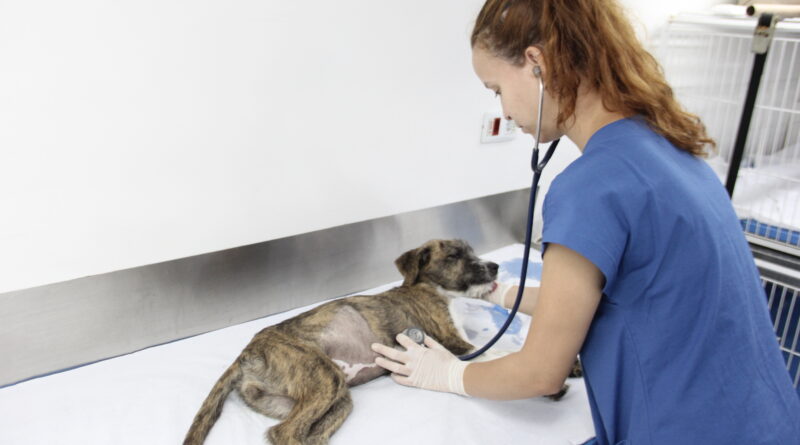 castração gratuita cães e gatos barueri alphaville pets