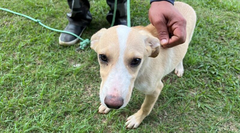 Adoção de pets Barueri Alphaville Cepad pet