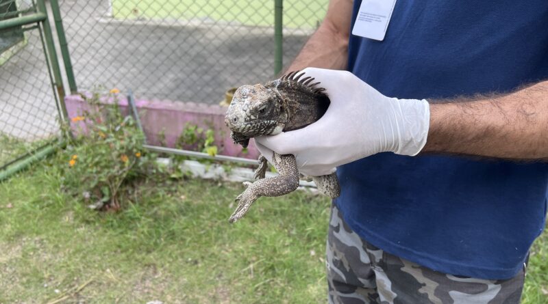 Cetas Barueri animais silvestres tráfico repatriação