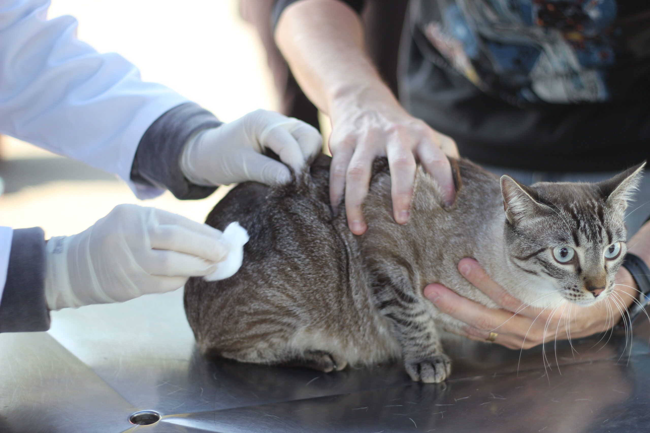 pets cães e gatos Barueri vacinação antirrábica Alphaville
