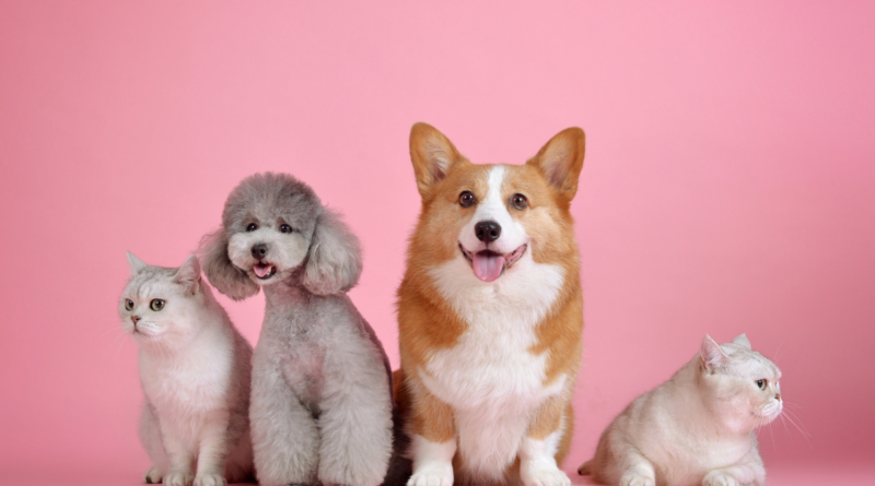 pets cães e gatos alphaville Santana de Parnaíba