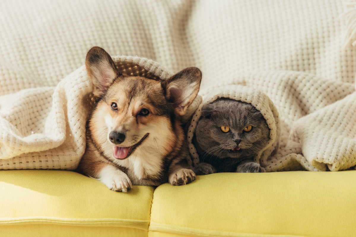 Agendamento castração pets cães e gatos Barueri Alphaville