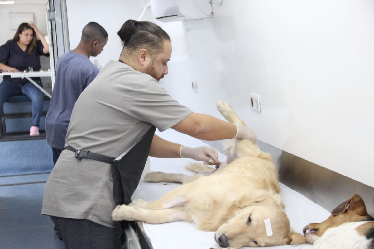 castrtação gratuita de pets em Barueri Alphaville agendamento