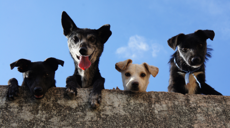 feira de adoção de pets cães e gatos Santana de Parnaíba Barueri