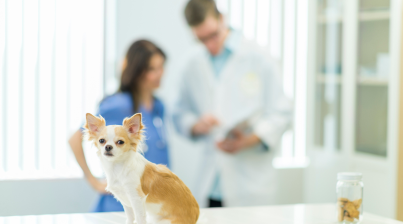 Sema abre agendamento para castração de pets no dia 6/9 em Barueri e Alphaville