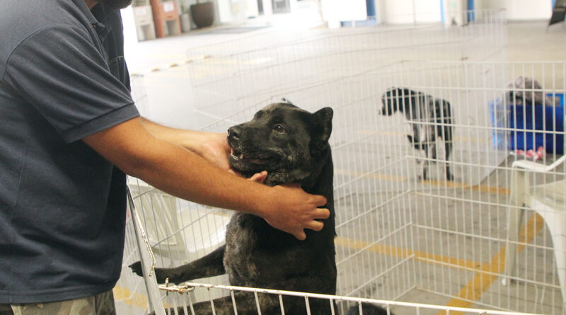 Cepad promove 6 feiras de adoção de pets em Alphaville em novembro; confira a programação completa na região