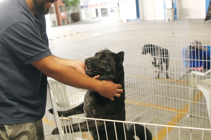 Cepad promove 6 feiras de adoção de pets em Alphaville em novembro; confira a programação completa na região