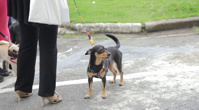 Feiras de adoção de pets retornam dia 5 de janeiro em Barueri