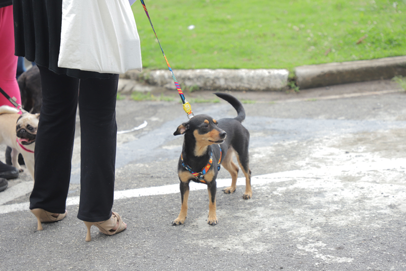 Feiras de adoção de pets retornam dia 5 de janeiro em Barueri
