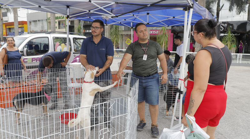 Programação das feiras de adoção de pets de Barueri começa hoje, 1º, em Alphaville