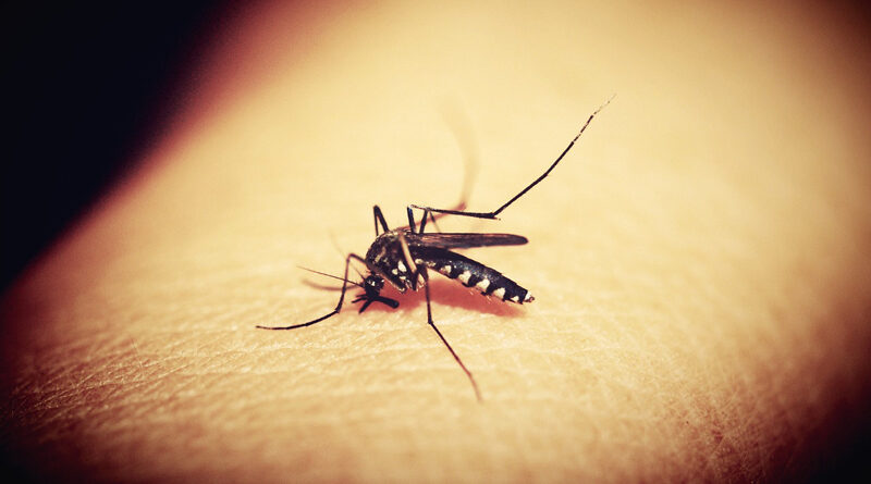 Dengue: água sanitária pode ser eficaz no combate às larvas do mosquito