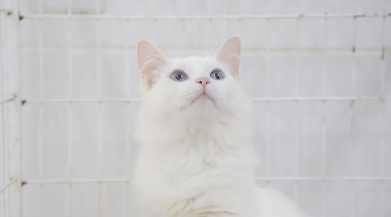 Programe-se para as feiras de adoção de pets de maio