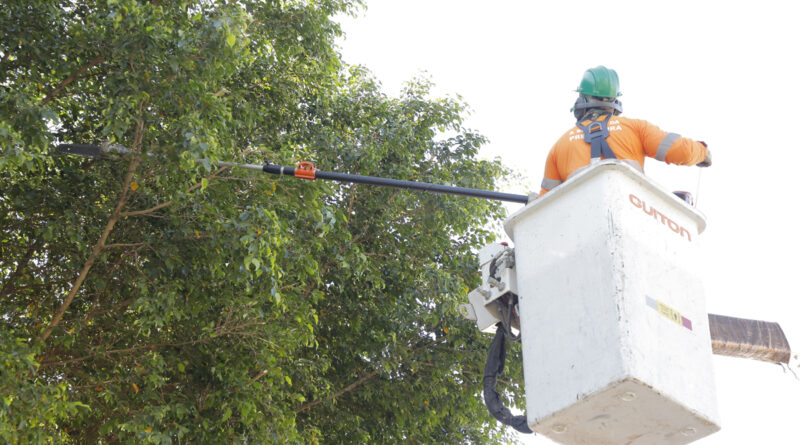 Novo modelo de gestão de arborização urbana é iniciado em Barueri