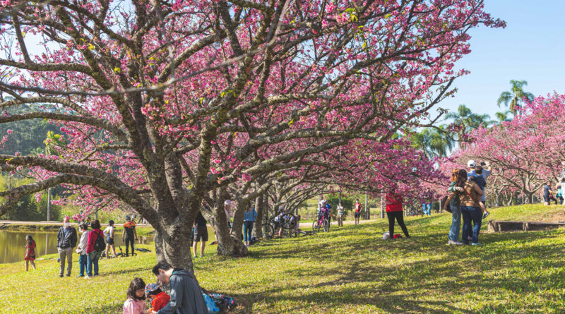 27º Festival Sakura Matsuri celebra a florada das cerejeiras em São Roque