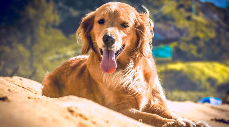 Turismo com pets: conheça mais de 50 destinos paulistas que são pet friendly
