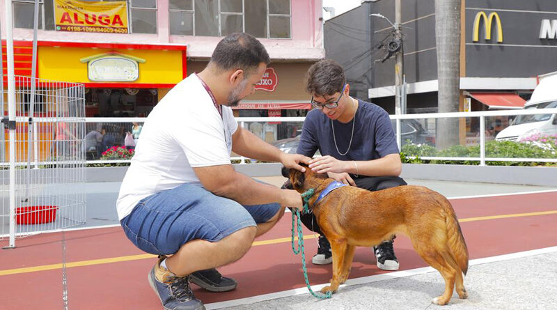 Feiras de adoção e vacinação contra raiva em Barueri: confira a programação de dezembro
