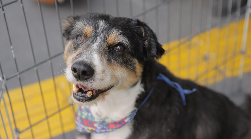Feiras de adoção de pets em Barueri: programação de março