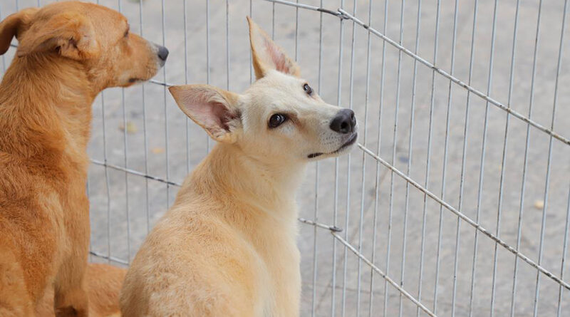 Feira de adoção de pets de Barueri: veja a programação de fevereiro
