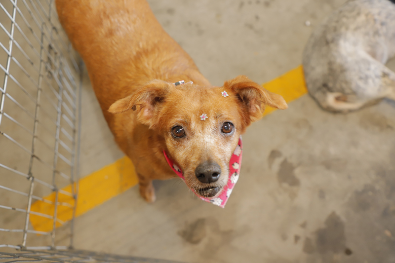 Feira de adoção de pets em Barueri: agenda de abril