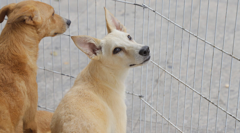 Começam as feiras de adoção de pets de julho em Barueri