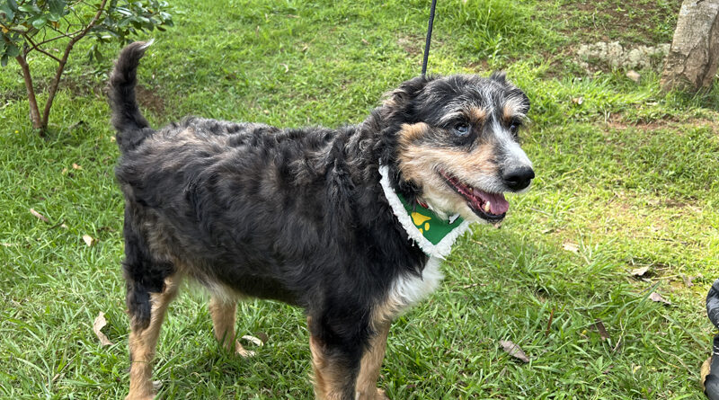 Cepad incentiva adoção de cães idosos e especiais