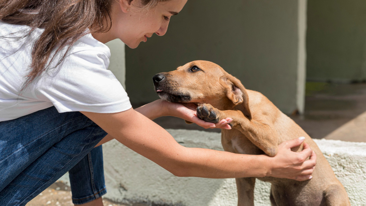 Maus-tratos a animais: como fazer denúncias online no estado de São Paulo