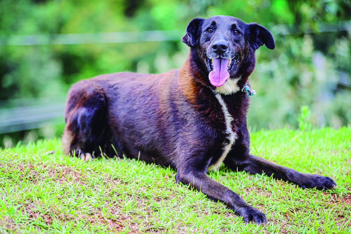 Parnaíba promove adoção de pets com atendimento vitalício