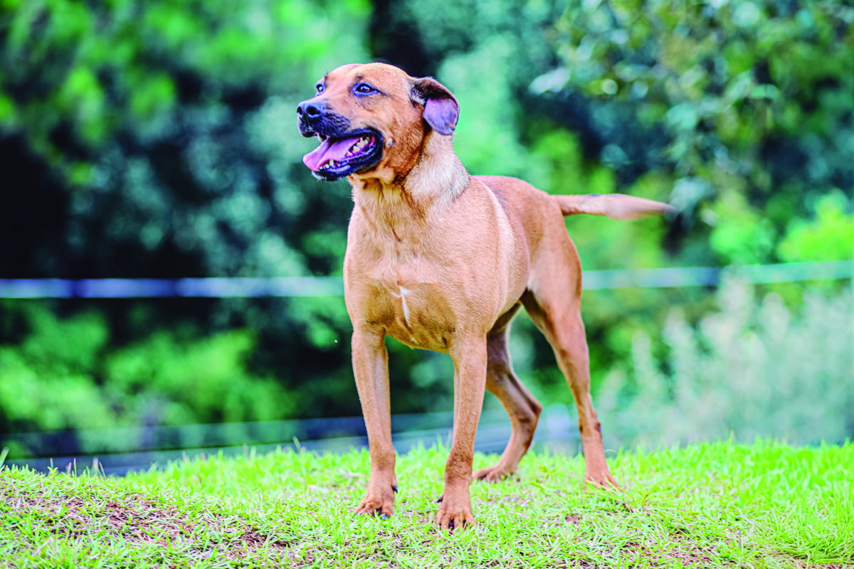 Parnaíba promove adoção de pets com atendimento vitalício