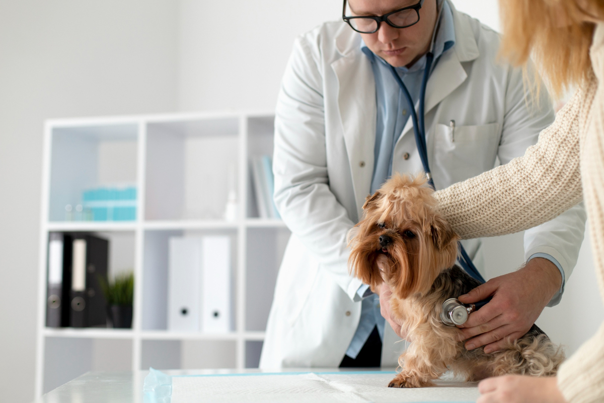 Despesas com saúde de pets poderão ser deduzidas no imposto de renda
