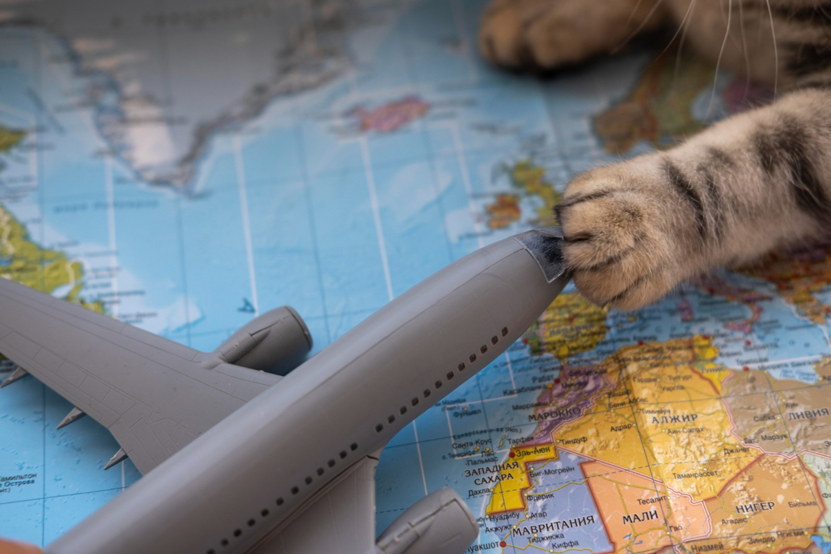 Pets precisam de passaporte para viajar de avião no Brasil?