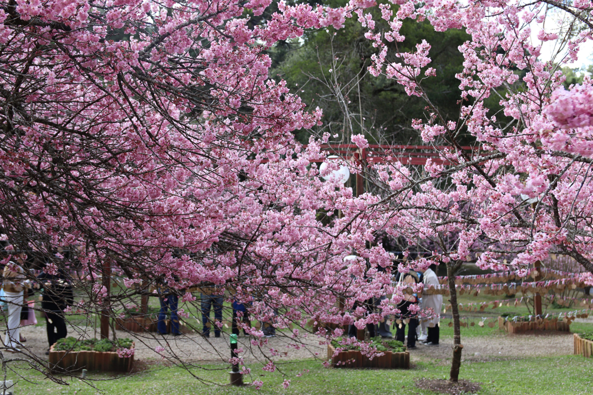 55ª Festa da Cerejeira em Flor começa em julho em Campos do Jordão