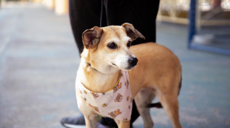 Feiras de adoção de pets começam no dia 3, em Barueri